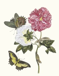 Rosier. From the Book Metamorphosis insectorum Surinamensium