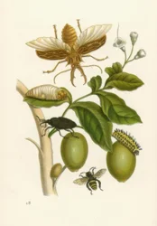 Tabroubabaum, Beetle ... / M.S. Merian