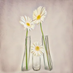 Elegant White Gerberas