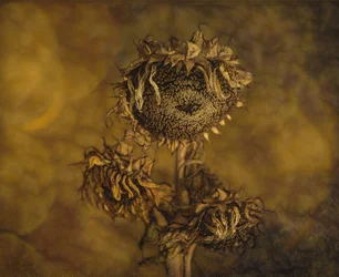 Rustic Dried Sunflowers