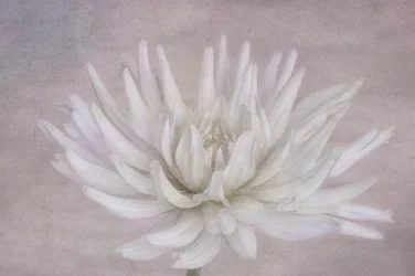 Soft White Dahlia