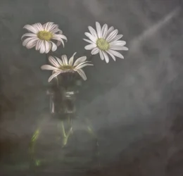 Tranquil Daisies In Mist