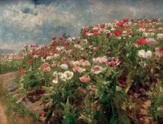 Blooming Poppies, Motif from St. Georgen near Melk