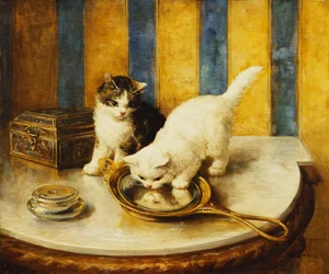 Feline Reflections