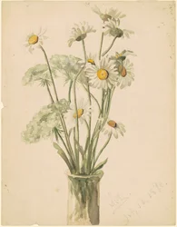 Daisies and Queen Ann