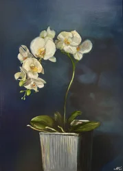 Elegant Potted Orchid