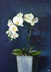 Elegant White Orchids