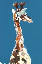 Baby Masai Giraffe