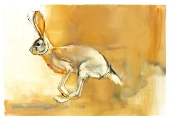 Cape Hare
