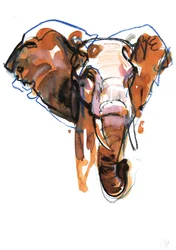 Elephant Head Study
