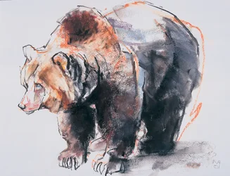 European Brown Bear, 2001