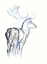 Fallow Buck, 2021
