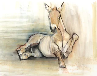 Foal, 2012