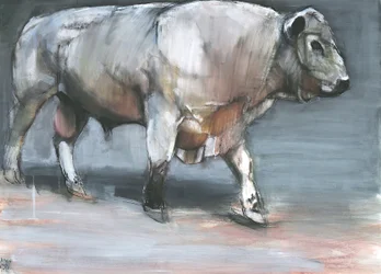 Fresno, Galloway Bull