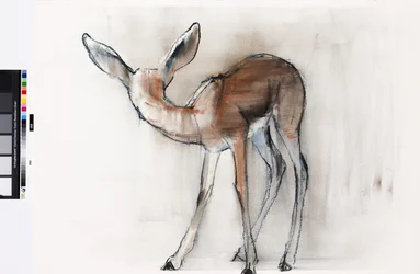 Gazelle Fawn (Arabian Gazelle) 2010
