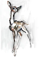 Gerenuk Fawn, Sarara