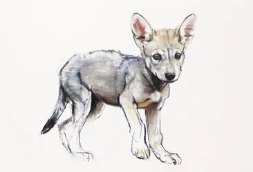 Hesitating Arabian Wolf Pup (2009)