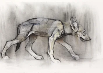Lean Pup (Arabian Wolf), 2009