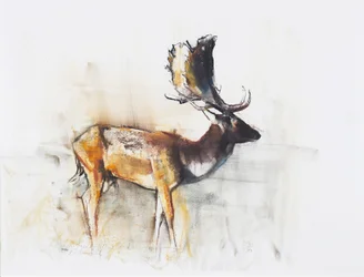Magnificent Fallow Buck, 2006