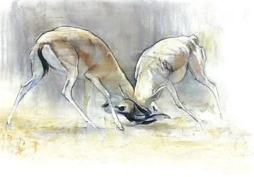 Sand Gazelles, 2009
