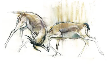 Sand Gazelles, 2009