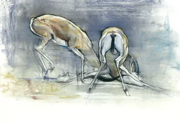 Sand Gazelles