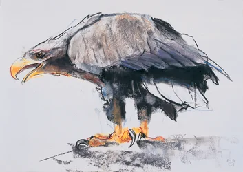 White-tailed Sea Eagle, 2001