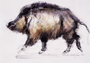Wild Boar