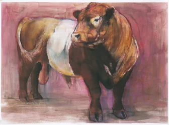 Zeus, Red Belted Galloway Bull