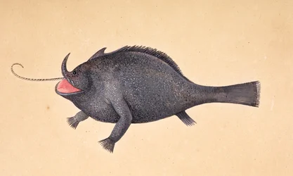 A fish