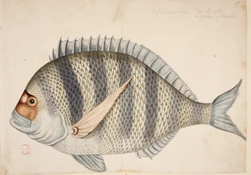 A fish