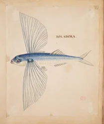 Boladora, A flying fish