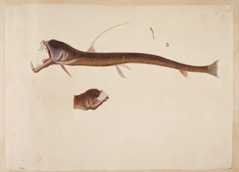 Chauliodus sloanei, A creature resembling an eel