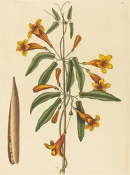 Cross-vine Bignonia capreolata, published 1754
