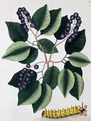 Pigeon Plum and a Great Horned Caterpillar