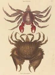Red Mottled Rock-crab Cancer grapsus, published 1731-1743