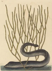 The Black Muray (Muraenae helenae varietas)