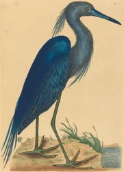 The Blue Heron Ardea coerulea, published 1731-1743