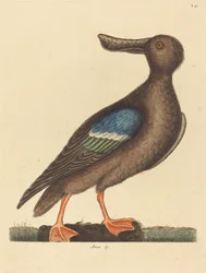 The Blue Winged Shoveler