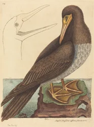 The Booby Pelecanus Sula, published 1731-1743