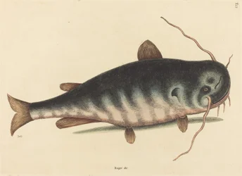 The Cat Fish Silurus catus