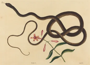 The Coach-Whip Snake