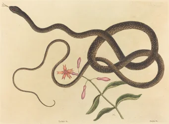 The Coach-whip Snake Coluber flagellum