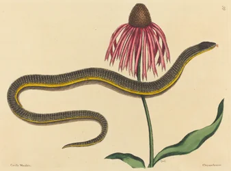 The Glass Snake (Anguis ventralis)
