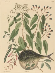 The Globe Fish