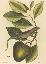 The Guana (Lacerta Iguana)