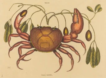 The Land-crab