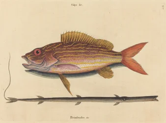 The Lane-snapper
