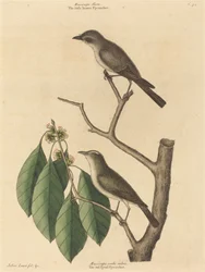 The Little Brown Flycatcher