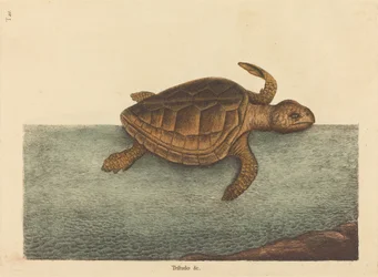 The Loggerhead Turtle (Testudo Cavanna)